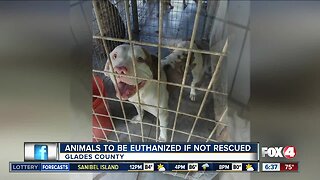 Animal Shelter may have to euthanize animals in Glades County
