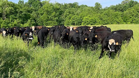 Buying more steers & wrangling rogue cows as the thunder rolls!