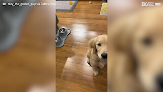 Adorable puppy learns to whisper