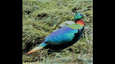 National Bird of Nepal