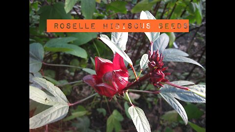 How to Extract Roselle Hibiscus Seeds