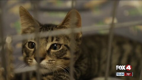 Animal shelter overcrowded with kittens