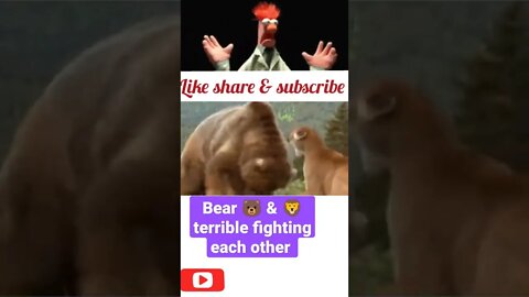 Bear 🐻 &Lion 🦁 terrible fighting each other || #shorts #youtubeshorts