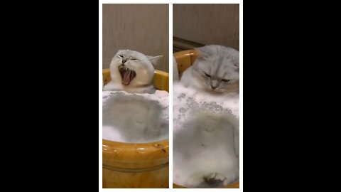 A Cat having bath