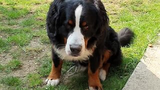 Bernese Mountain Dog Knows Nothing About Personal Space