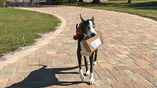 Great Dane happily delivers Amazon box right to her bed