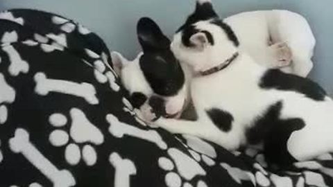 Crazy cat battles French Bulldog for bed dominance