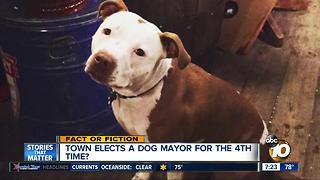 Dog elected mayor?