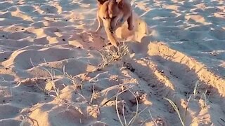 Pup shows off epic dance moves while playing in the sand