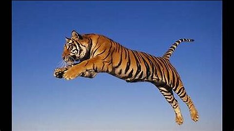 Tiger attack in jungle viral video 2023
