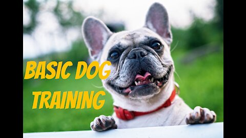 Basic Dog Training – TOP 10 Essential Commands !