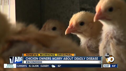 Deadly bird disease worries North County chicken farmers