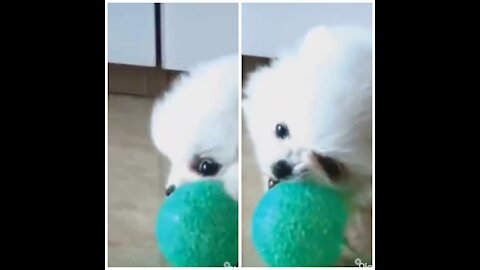 Dog fan of tennis ball puppies play with ball hearts content