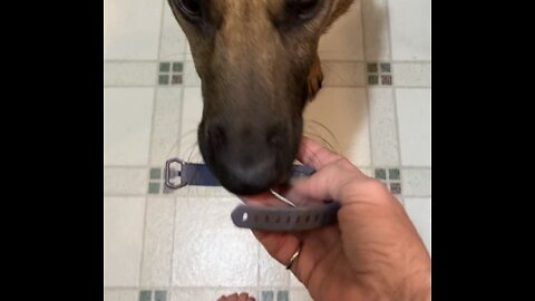 Malinois service dog is always ready to help owner.