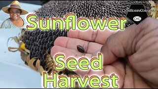 #processing #sunflower #seeds from #head - #catshobbycorner