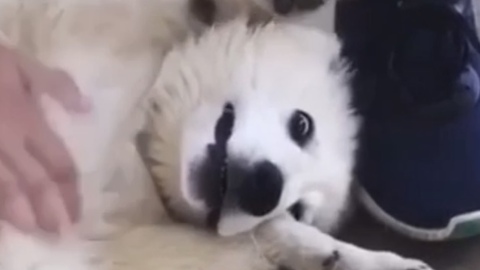 German Shepherd Puppy Enjoys Bellyrub
