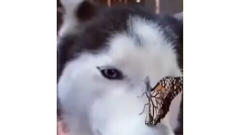 Dog With A Butterfly On There Head...Oh What To Do