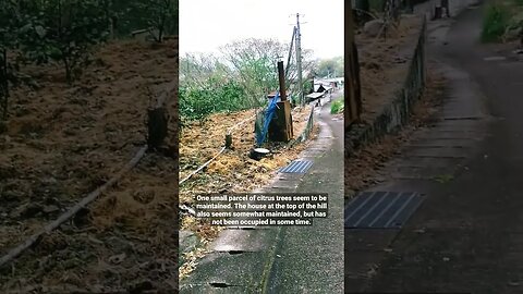 Abandoned street leading to a Torii Gate in the forest, on Omishima, in Imabari, Ehime, Japan