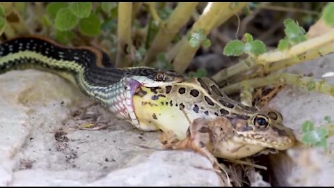 Ribbon snake hunting leopard frog