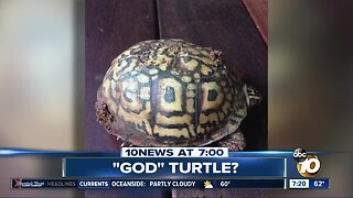 Picture shows "God" turtle?
