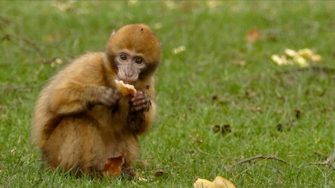 A Baby Monkey Eating Bread Look So Cute