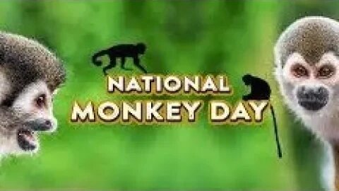 Lunchtime Chat-National Monkey Day