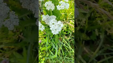 A Flower That Stops Bleeding! Yarrow #herbal #nature #amazing