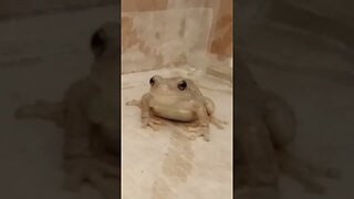 A FROG EATING (12/13/22)