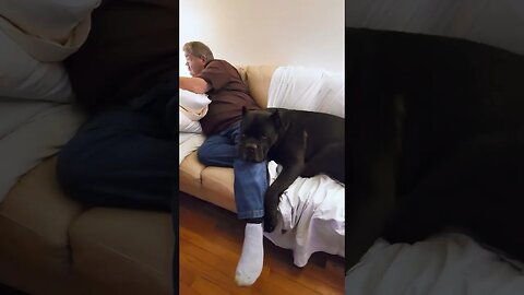 Bear Sleeps on Grandpa #shorts #dog #cutedog