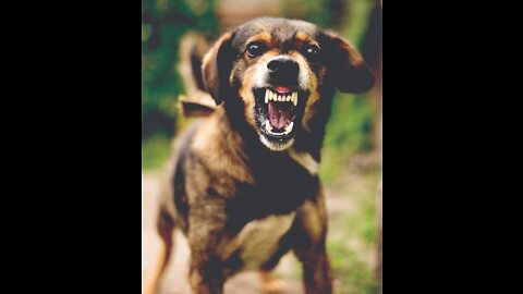 Train Your Dog To Be An Aggressive Guard Dog