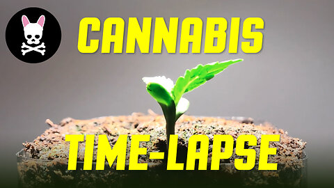 Time-lapse of Cannabis Seed Germination to Three Weeks