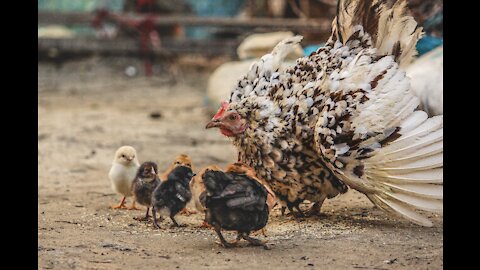 HEN roars on DOG while keeping its children out of the dog