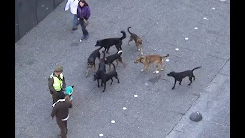 MUST SEE! POLICE DOG ATTACKED BY PACK OF STRAY DOGS