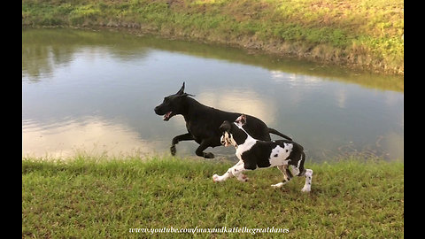 Adopted Great Dane teaches puppy to do zoomies