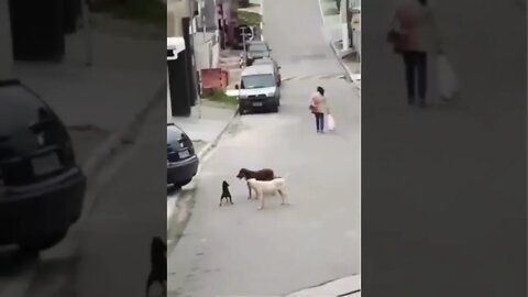 O cãozinho capoerista não exit ...