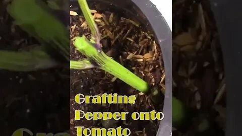 Grafting Pepper onto Tomato 🌶️#shorts