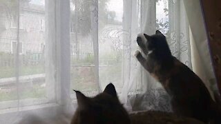 British Cat Continues to Hunt for Flies
