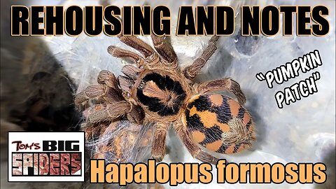 Hapalopus formosus "Pumpkin Patch" Rehousing and Notes