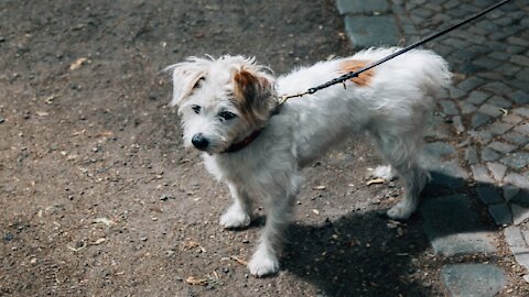 The Secret To Make Your Dog Walk Nice On The Leash