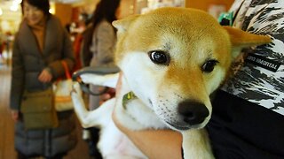 CDC Links Pet Store Puppies To Antibiotic-Resistant Outbreak