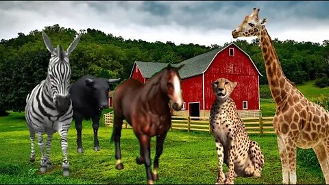 Wild and Wonderful: Adventures with Exotic Animals : zebra, bull, cheetah, giraffe, horse, cat, dog…