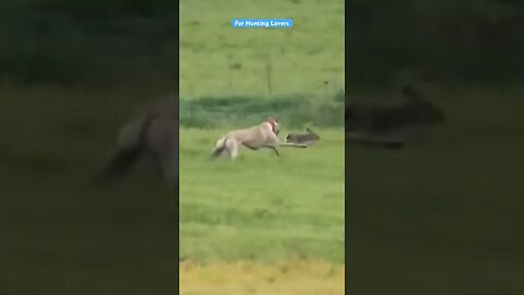 Greyhounds chasing Hare | galgos y liebres 🐇|赛狗和野兔 | السلوقي يطارد الارنب | ग्रेहाउंड और खरगोश