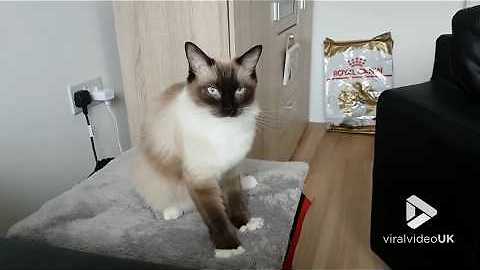 Ragdoll cat kneading is so soothing