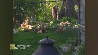 Busy fox parent surrounded by playful kits