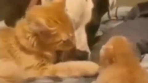 Cat showing kitten to dog