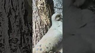 Cute 😍 little dove 🕊️ showing off it`s pretty bald⚽head💀#cute #funny #animal #nature #wildlife #farm