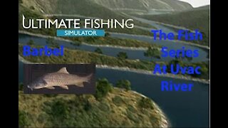 Ultimate Fishing Simulator: The Fish - Uvac River - Barbel - [00033]