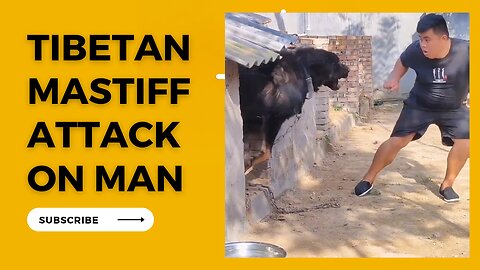 Tibetan Mastiff dog Attack on Man
