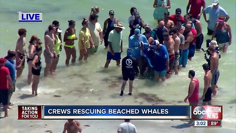 Crews working to move second distressed whale to rehab facility