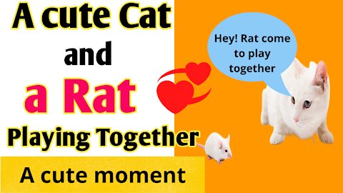 A cute cat and a Rat playing together most money moment